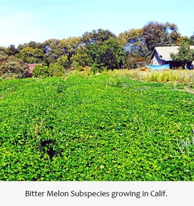 Bitter Melon Subspecies growing in California