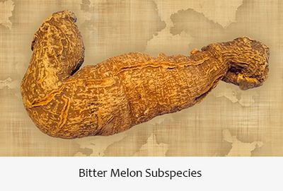 Rare Bitter Melon Subspecies