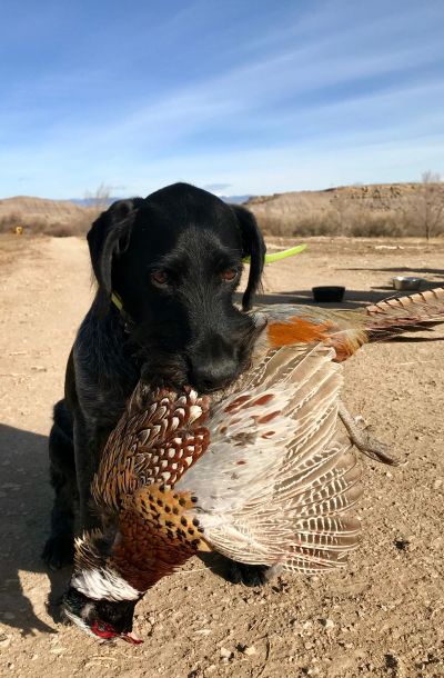 Black dog holding a pheasant in its mouth.
