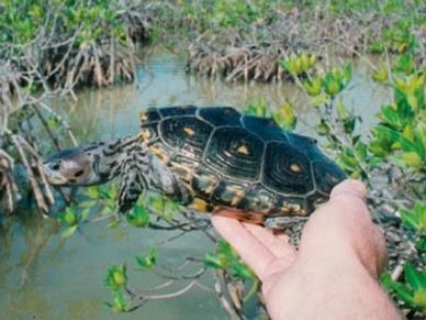 Malaclemys terrapin rhizophorarum
Mangrove Diamondback Terrapin