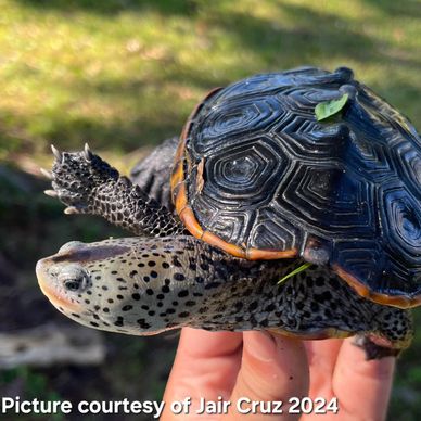 Malaclemys terrapin pileata 
Mississippi Diamondback Terrapin