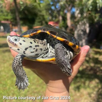 Malaclemys terrapin tequesta 
Florida East Coast Diamondback