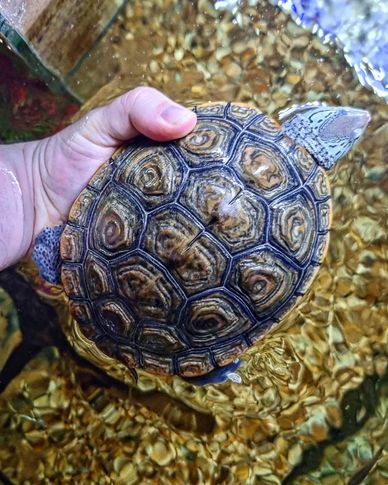 Caramel White Concentric Carolina Diamondback Terrapin 
Malaclemys terrapin centrata