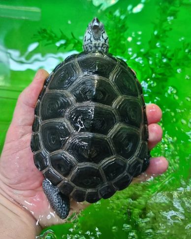 Black Velvet Concentric Carolina Diamondback Terrapin 
Malaclemys terrapin centrata