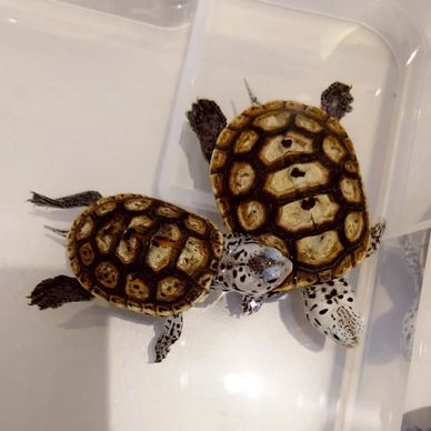 Super Texan Diamondback Terrapins 
Malaclemys terrapin litoralis