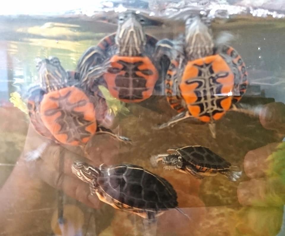 Western painted turtles southern painted turtles
Chrysemys picta bellii chrysemys picta dorsalis