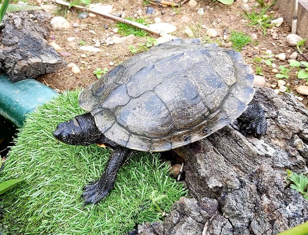 False map turtle
Graptemys pseudographica