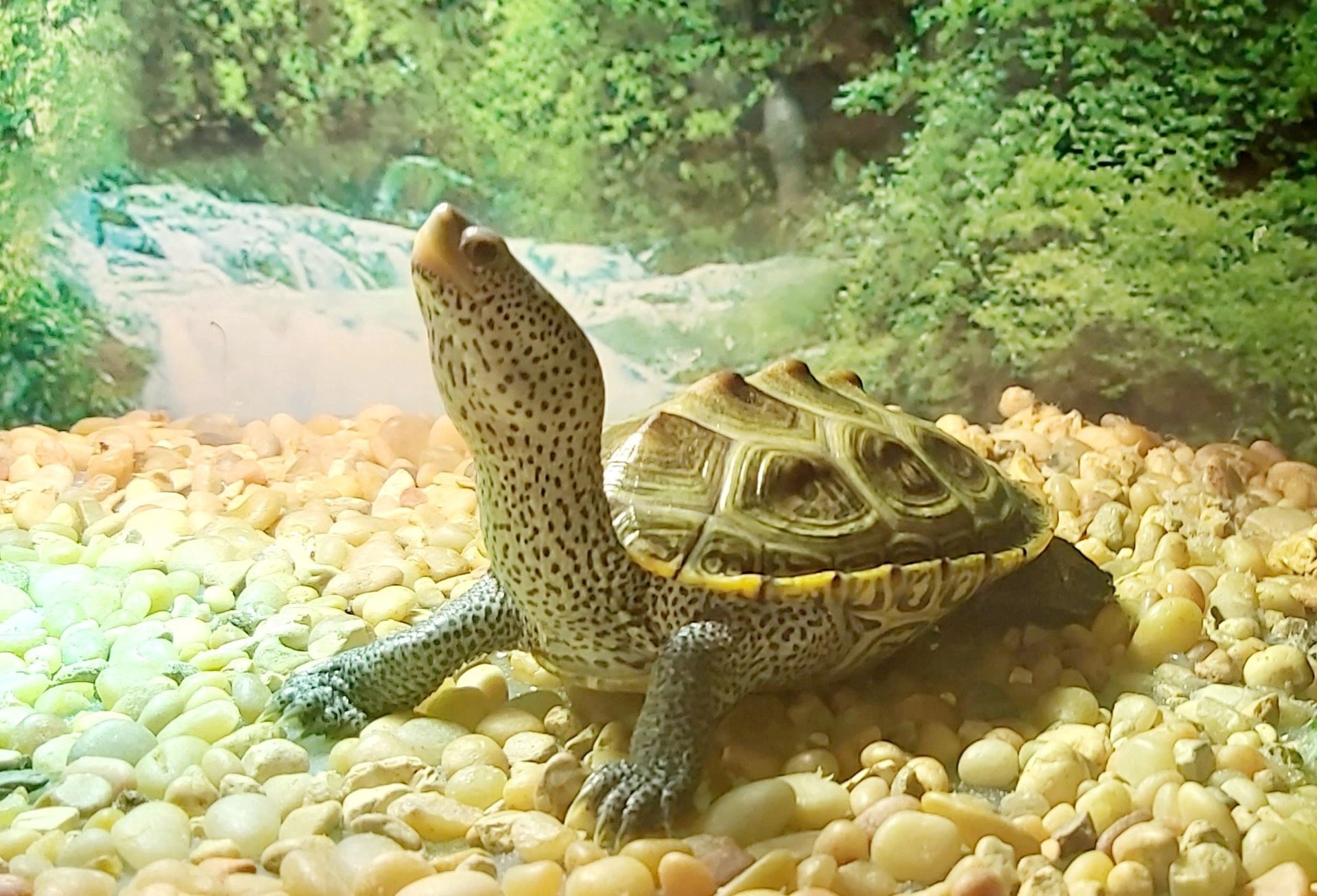 Malaclemmys terrapin centrata making full use of his basking area diamondback terrapin
