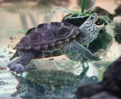 Northern Diamondback Terrapin 
Malaclemys terrapin terrapin