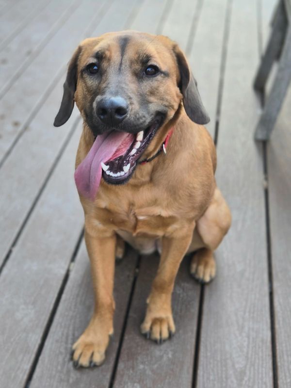 Happy brown dog sitting on a wooden deck with tongue out.