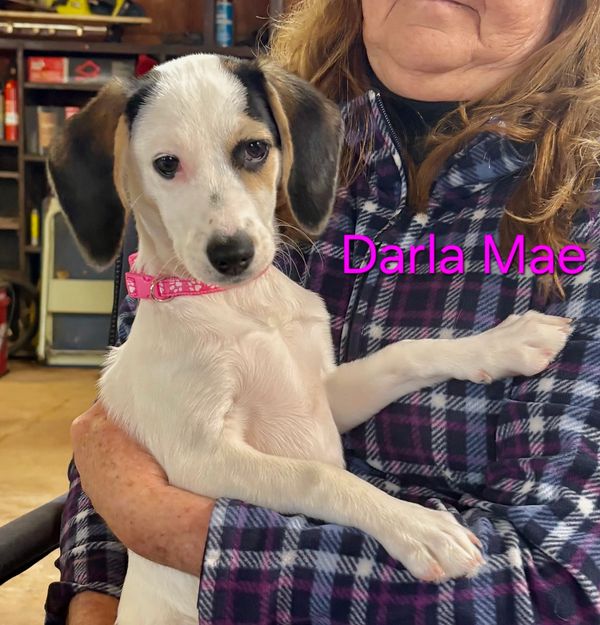 A small puppy named Darla Mae being held by a person.