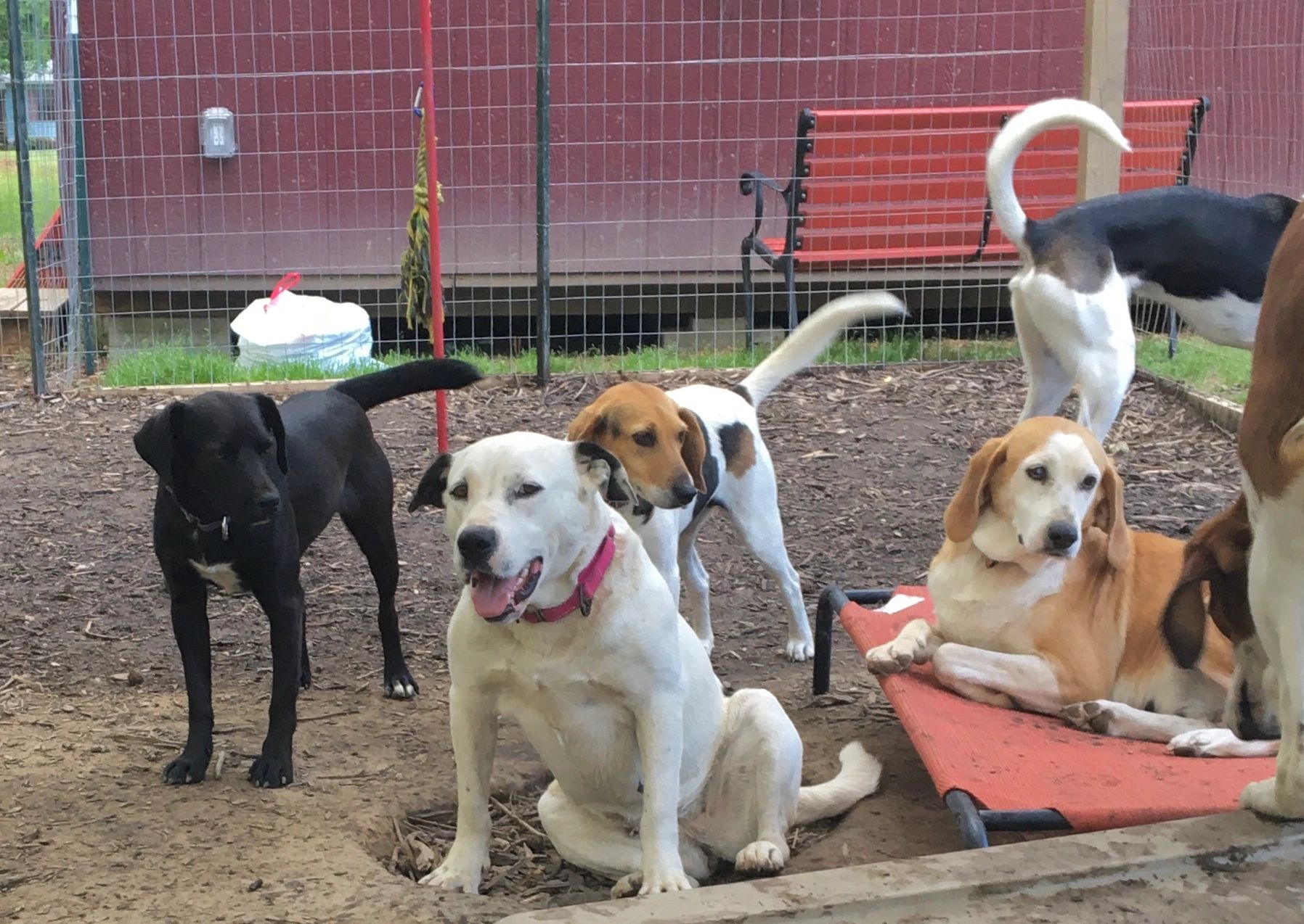 Mutts Rescue Dog Rescue, Adoptable Dogs