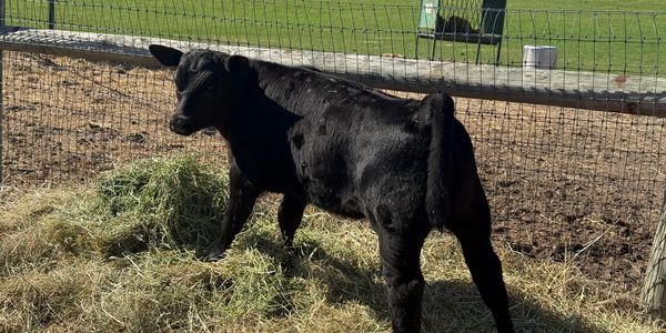 Beautiful registered calf