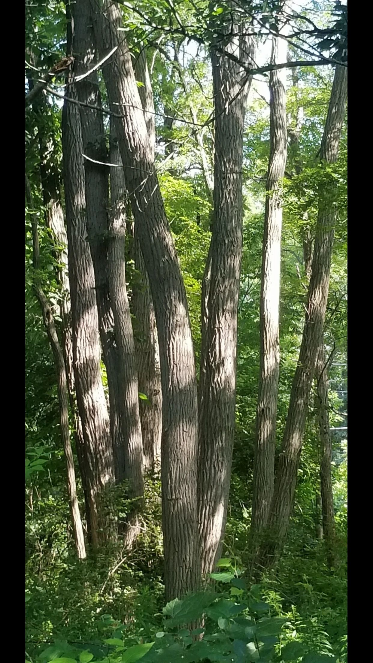 Locust Lumber Company Locust Lumber , New York
