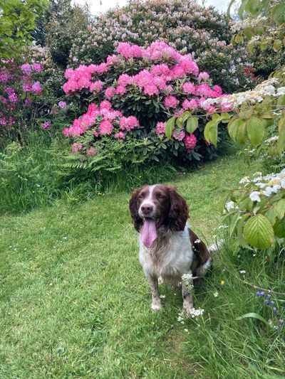 Dog sitting on a grassy path with pink flowers in the background.