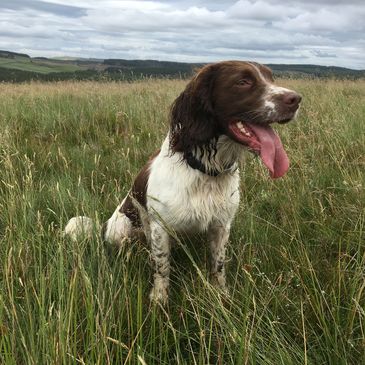 An English Springer Spaniel with its tongue out (Barney)