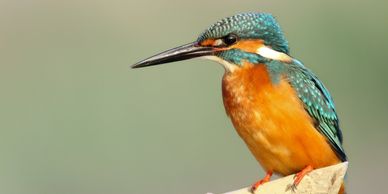 A kingfisher bird