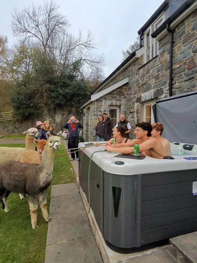 People in a hot tub interacting with curious alpacas outside a stone house.