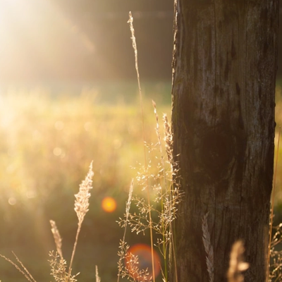 Sunlight shining on a tree trunk and grasses.