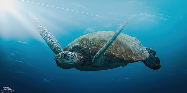 image of turtle underwater