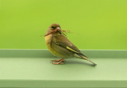 reNew Hearing Loss and Bird Sounds