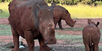 Rhino crash