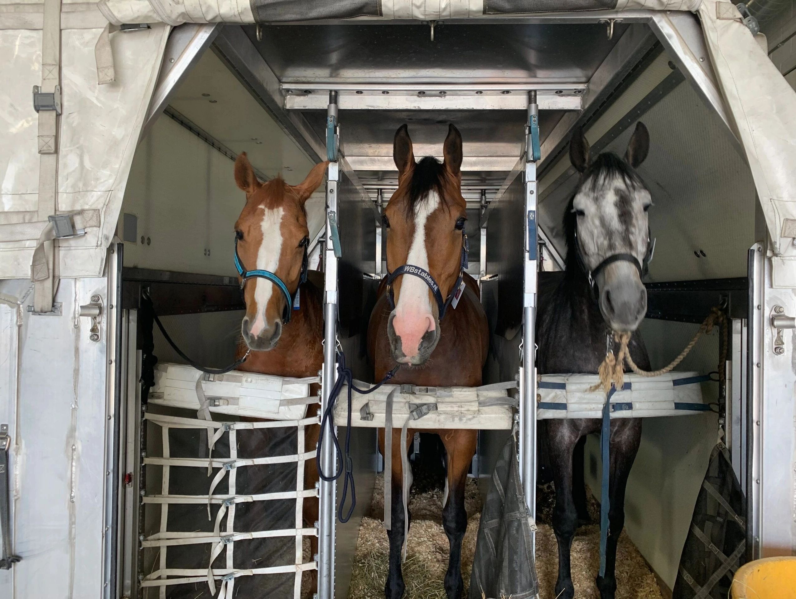 Three horses inside a horse trailer.