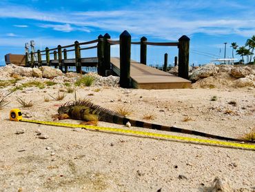 Five foot Iguana removal