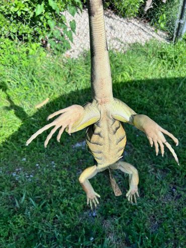 3.5 footer removed from property