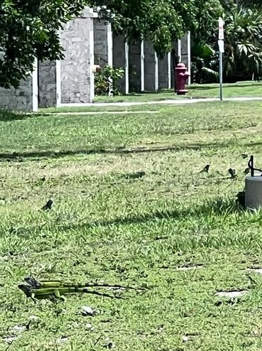 Iguanas eating near highway