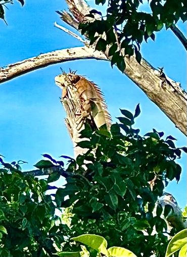 Monster Four foot Iguana in tree