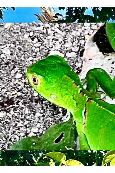 Mini sized hatchlings eat three times their weight daily