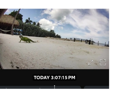 Iguana looking for food and water from pool