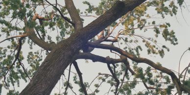 Monkey climbing a tree branch in a natural setting.