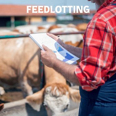 Feedlotting