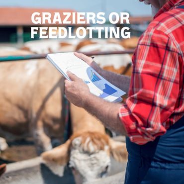 Feedlotting