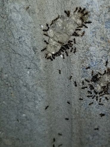 ant baiting