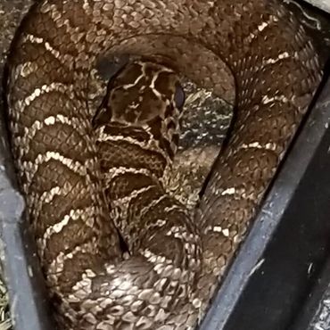Copper head snake