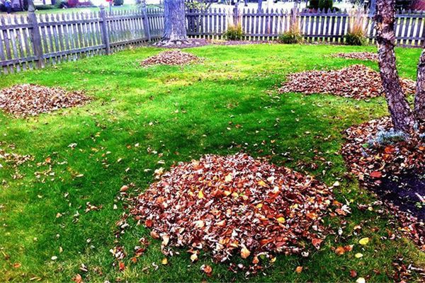 piles of leaves fall clean up