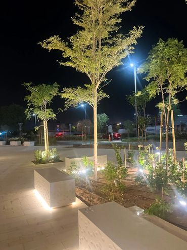 Nighttime urban park area with illuminated benches and young trees.
