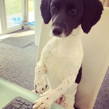 Tilly sat at a computer pretending to do admin work.