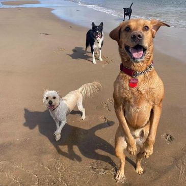 Four dogs playing on a beach.