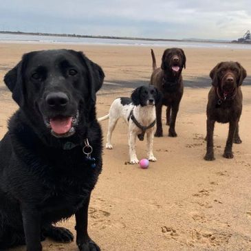 Four dogs during their dog walk on a beach.