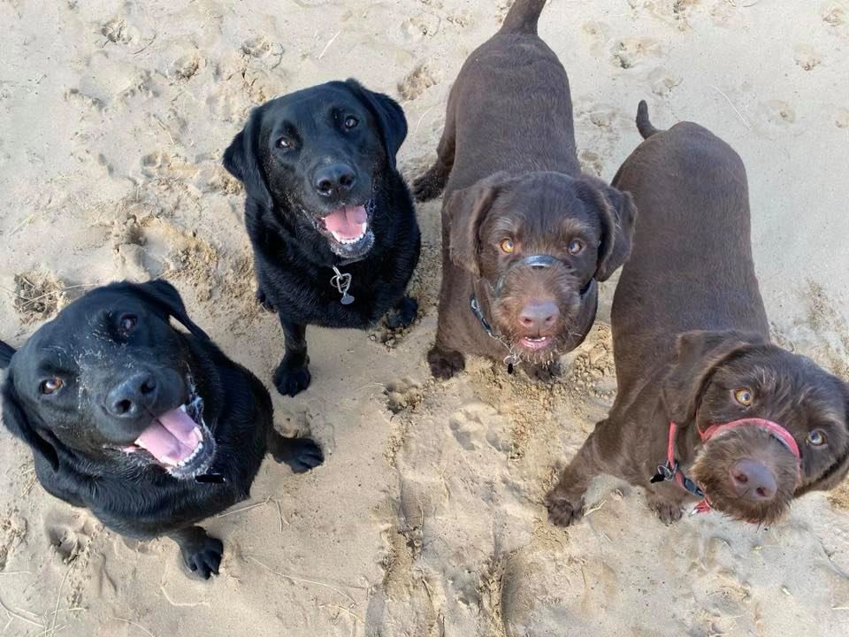Four dogs on a beach looking at camera.