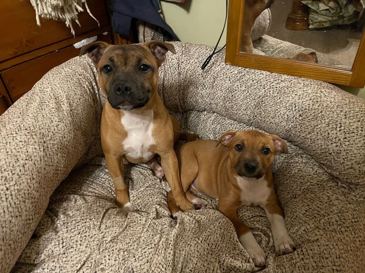 Dakota and Delta as puppies