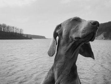 Vizsla dog looking happy
