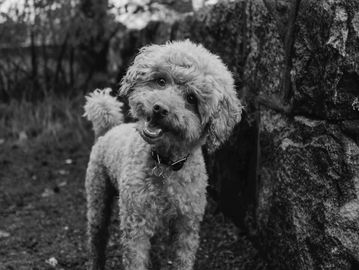 Cockerpoo dog looking happy