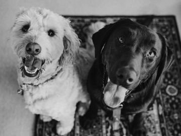 Poodle breed and Labrador dogs looking happy