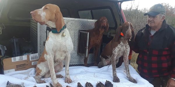 We breed Bracco Italiano, Irish Red Field Setters, and beagles. All our dogs are hunt tested and HEA