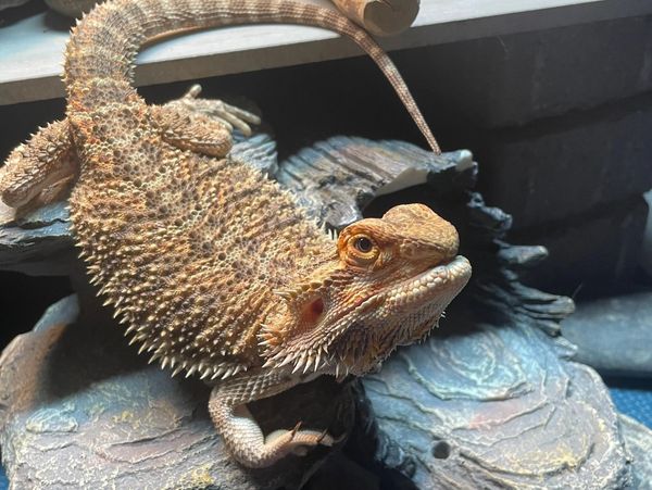 My first dream job was to work pet care at my local pet-store, if that says anything…